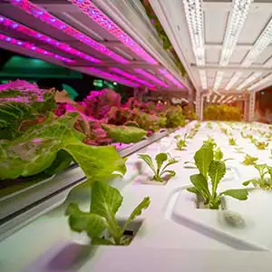 Pflanzen werden mit Hilfe von LEDs beleuchtet